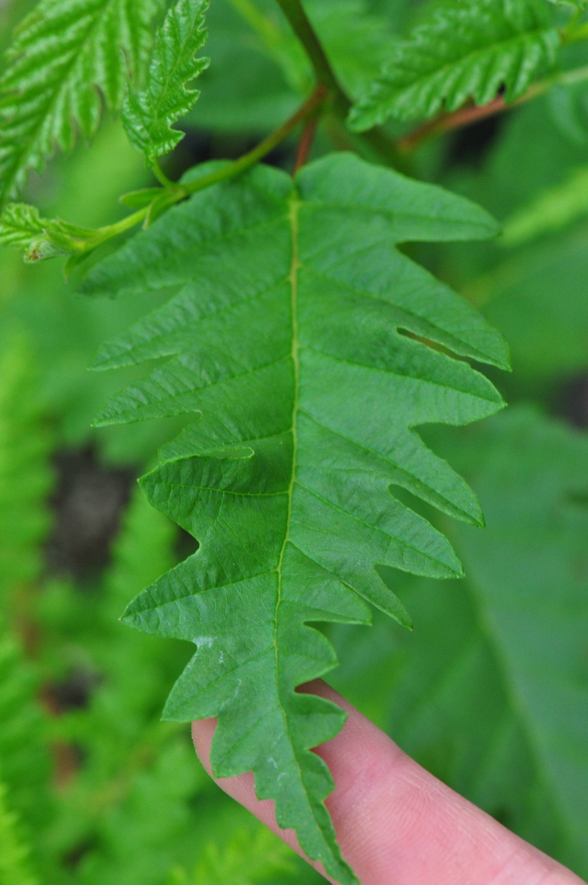 Alnus rubra f. pinnatisecta (Cutleaf Red Alder)