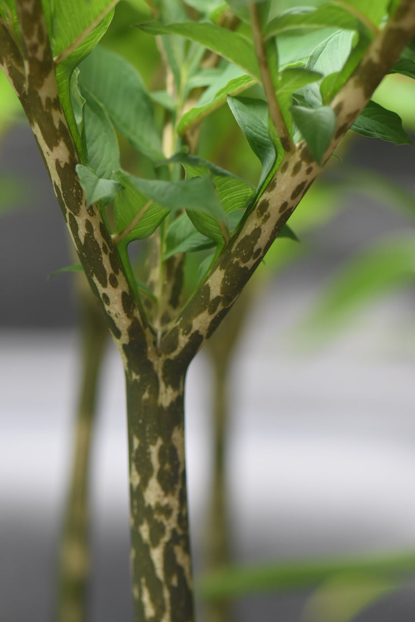 Amorphophallus konjac  (Devil&#39;s Tongue)
