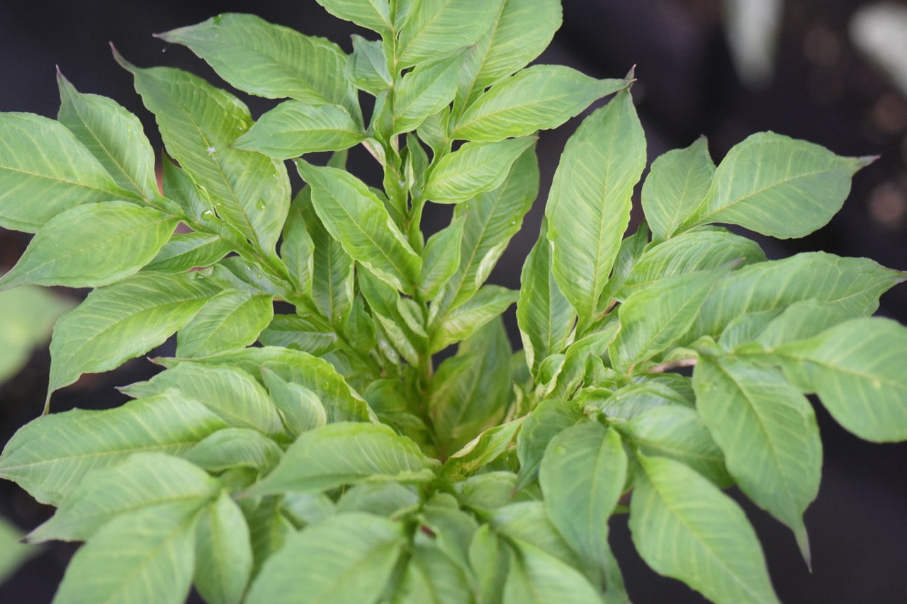 Amorphophallus konjac  (Devil's Tongue)