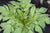 Amorphophallus konjac  (Devil's Tongue)