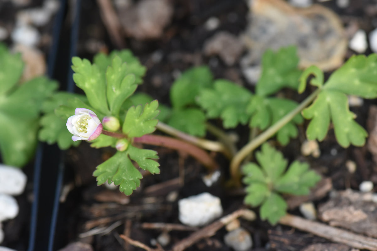 Anemone flaccida &#39;Suzuka Hime&#39;  (Anemone)