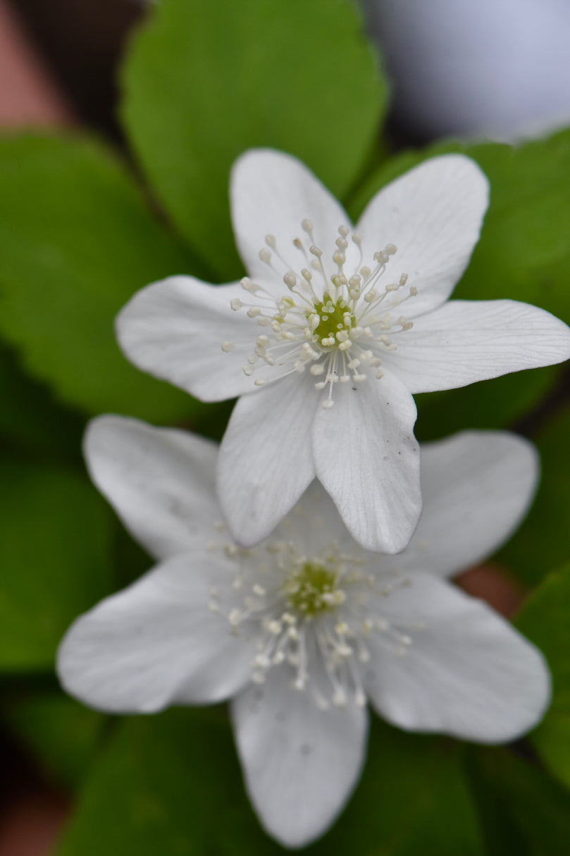 Anemone trifolia (Three-Leaved Anemone)