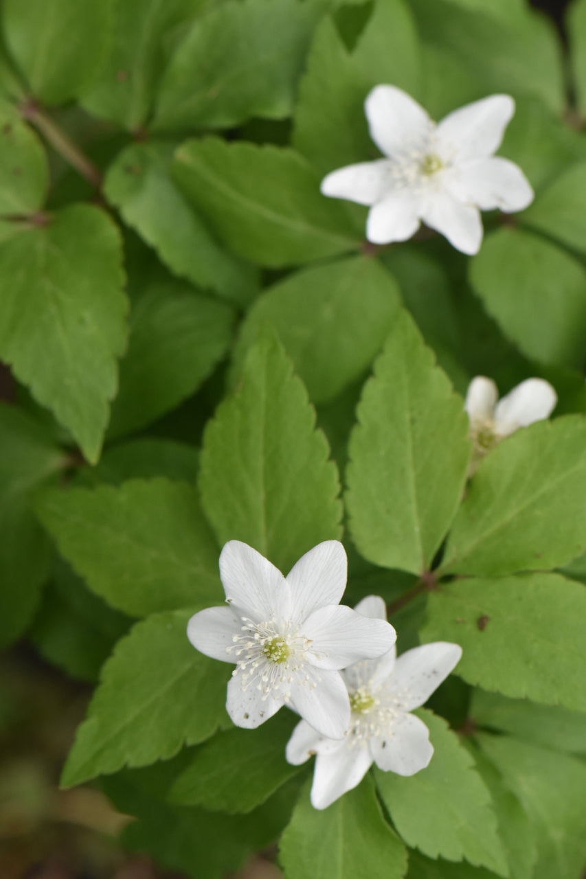 Anemone trifolia (Three-Leaved Anemone)