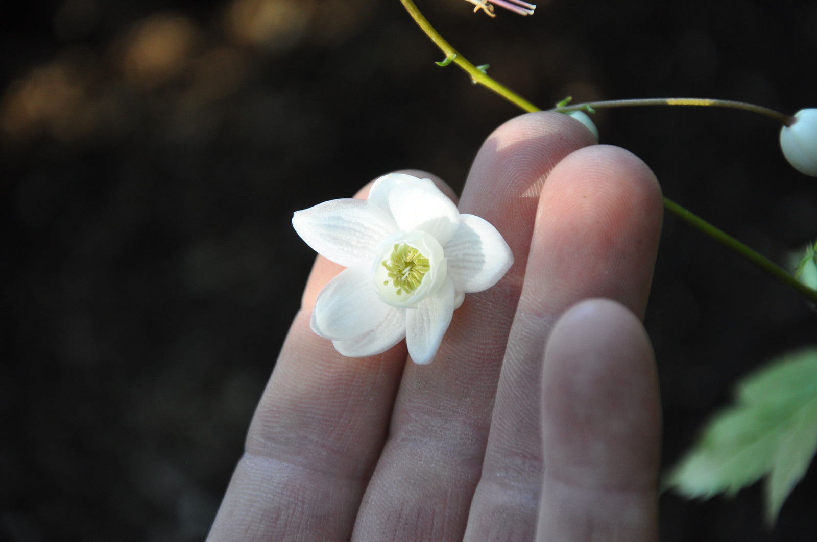 Anemonopsis macrophylla 'Alba'