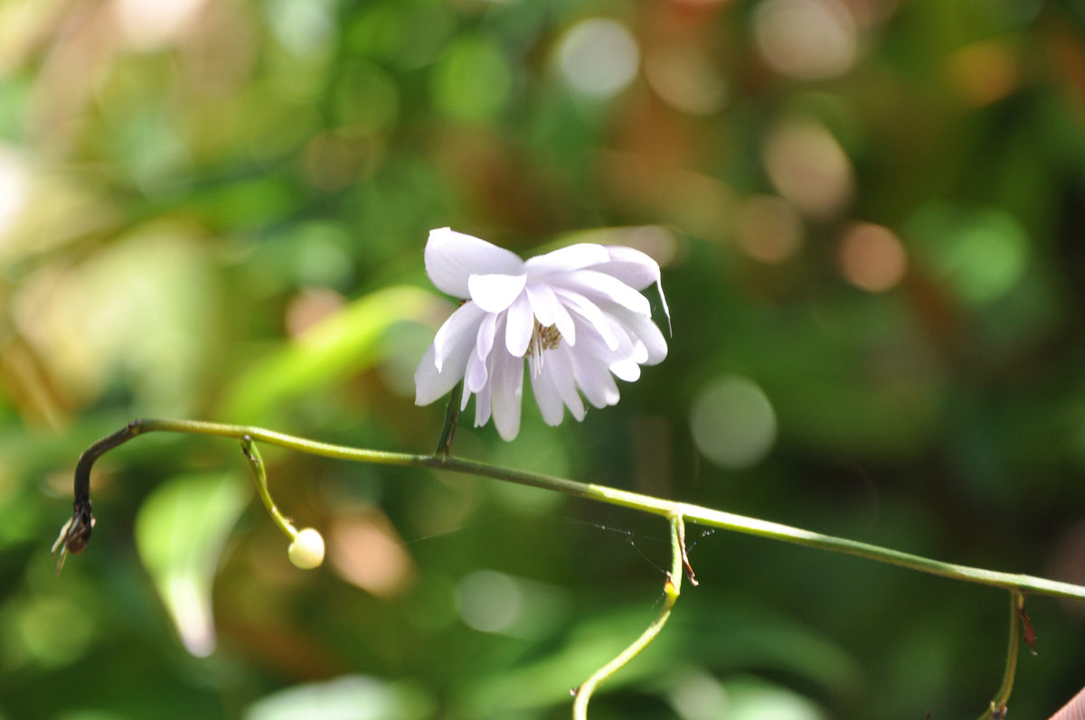Anemonopsis macrophylla &#39;Double Flower&#39;