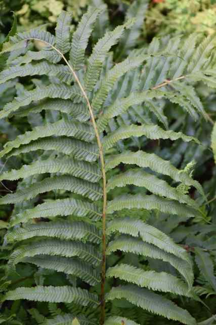 Anisocampium sp. (Hardy Fern)