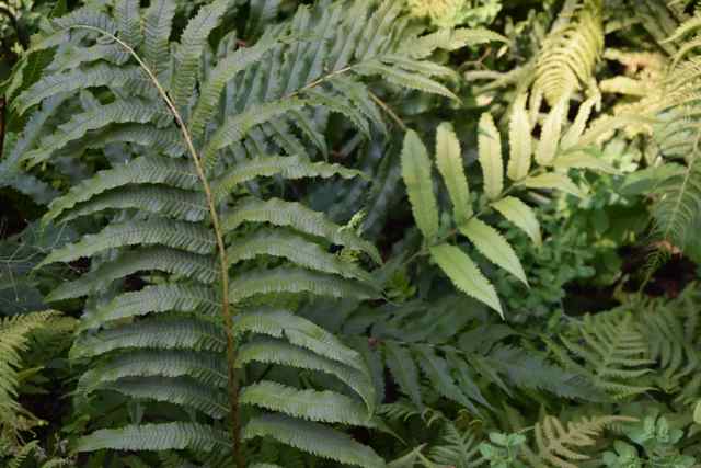 Anisocampium sp. (Hardy Fern)