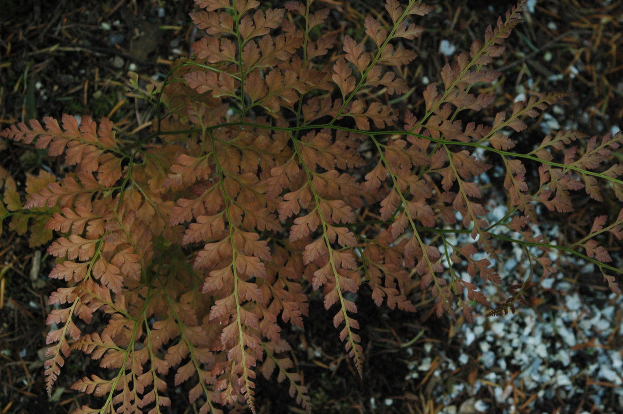 Arachniodes sp. China (Hardy Fern)