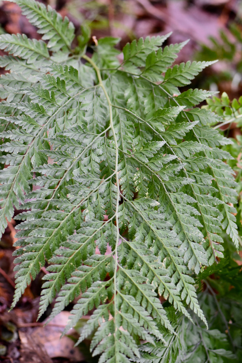 Arachniodes sp. China (Hardy Fern)