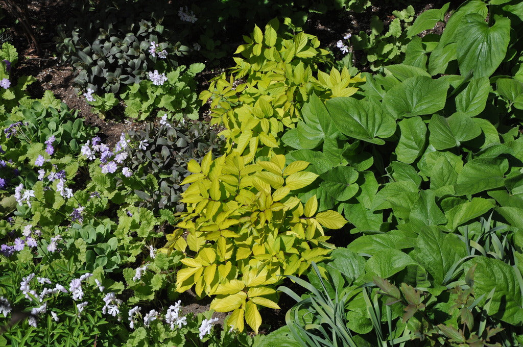 Aralia cordata 'Sun King' (Gold Japanese Spikenard)