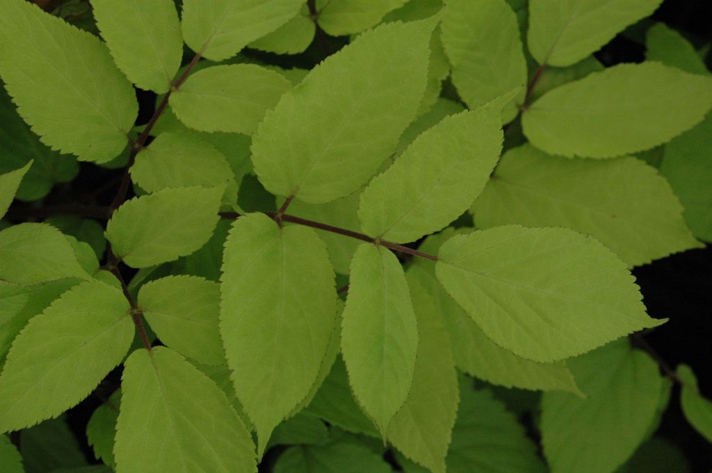 Aralia cordata 'Sun King' (Gold Japanese Spikenard)