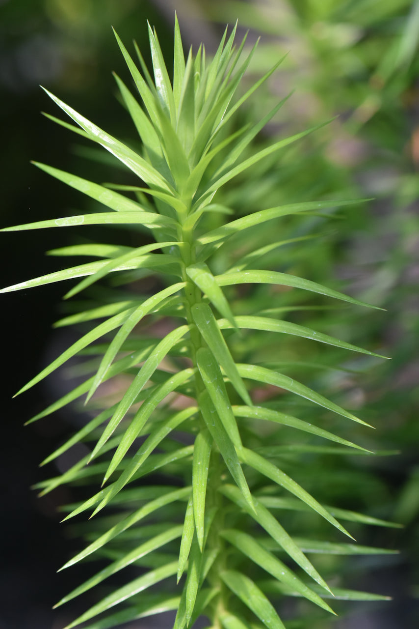 Araucaria angustifolia (Parana Pine, Candelabra Tree)