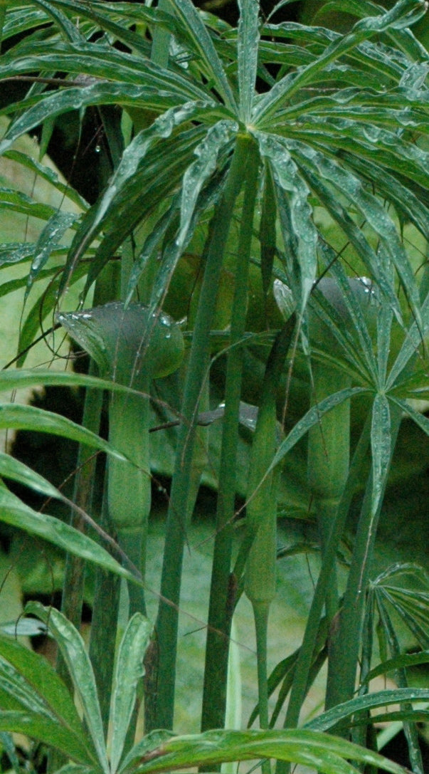 Arisaema consanguineum (Jack-in-the-Pulpit)