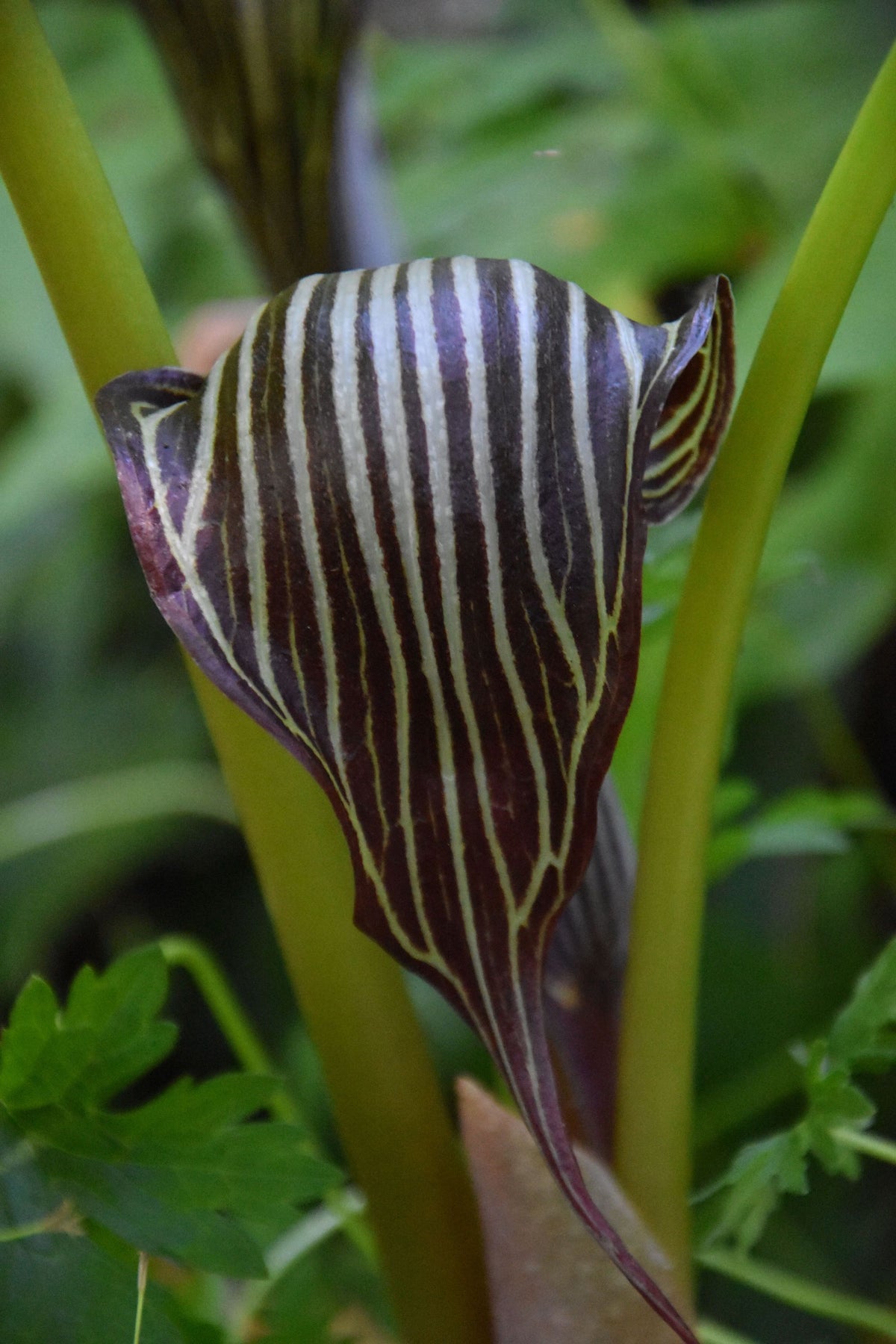 Arisaema franchetianum (Chinese Cobra Lily)