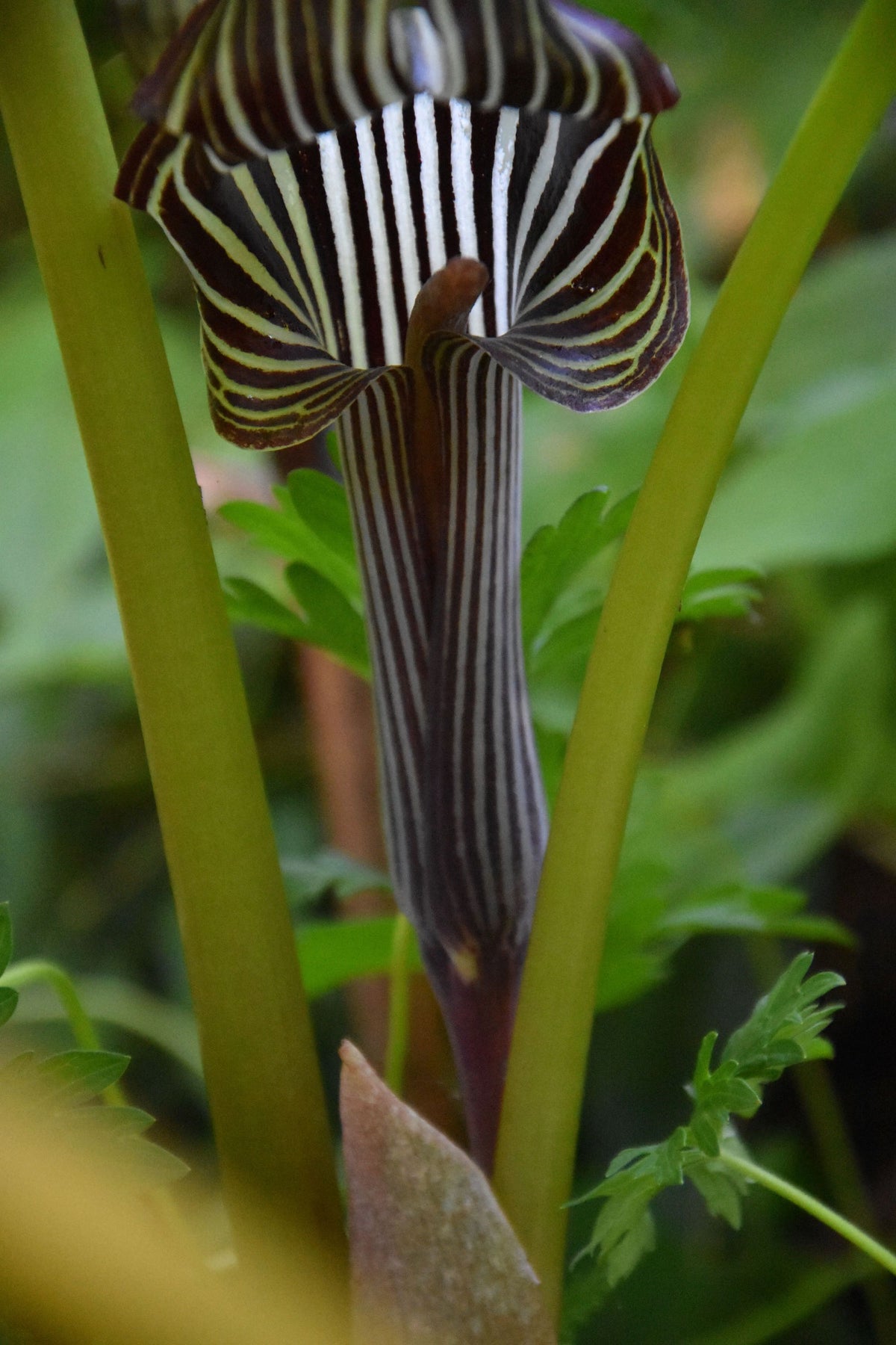 cobra lily flower Arisaema franchetianum (Chinese Cobra Lily)