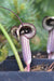 Arisaema kiushianum (Jack-in-the-Pulpit, Cobra Lily)