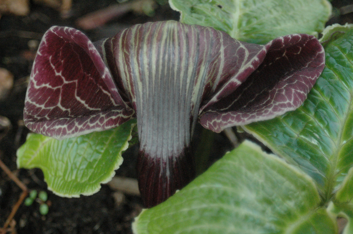 Arisaema griffithii var. pradhanii  (Jack-in-the-Pulpit)