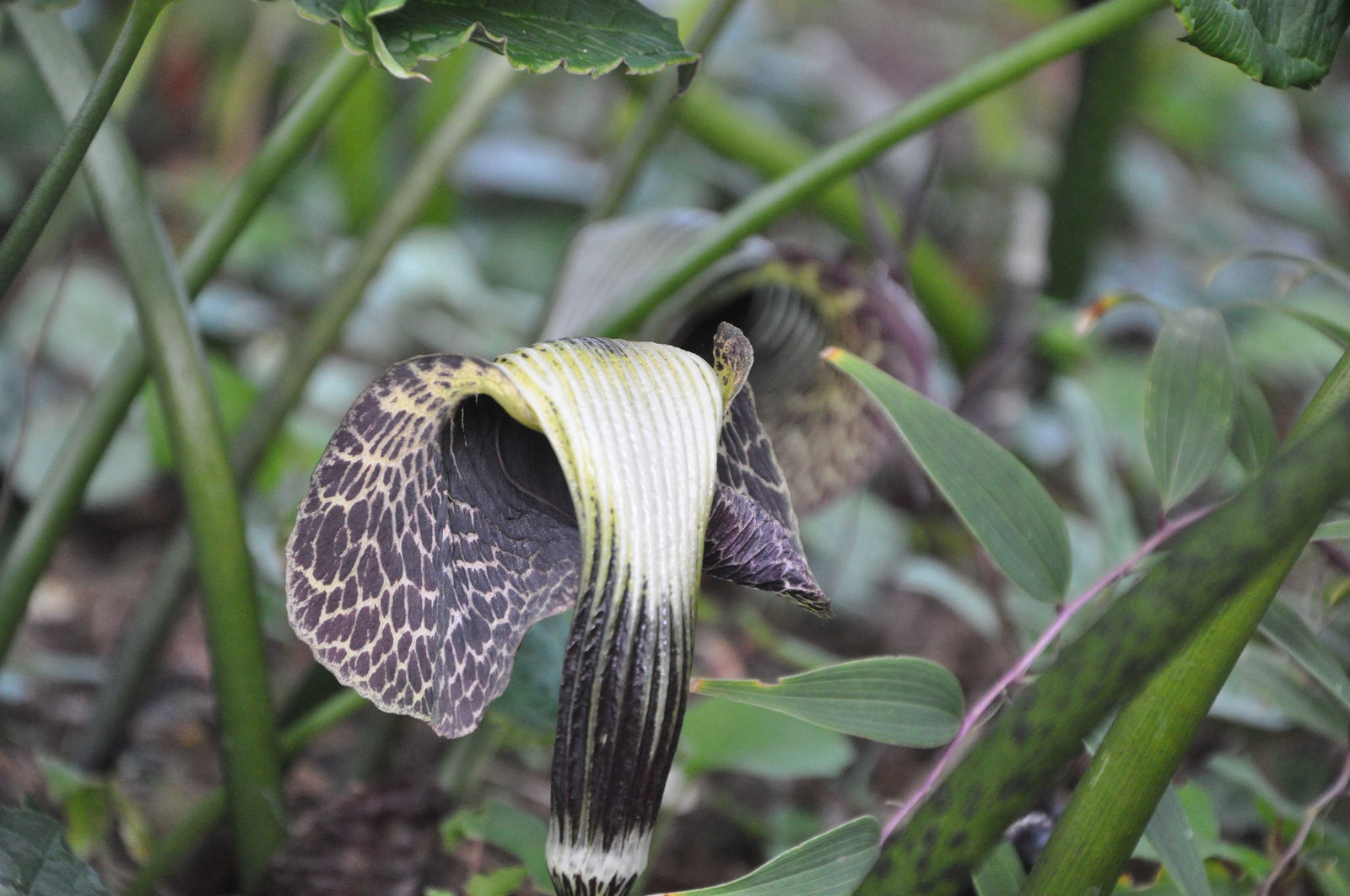 Arisaema griffithii var. pradhanii  (Jack-in-the-Pulpit)