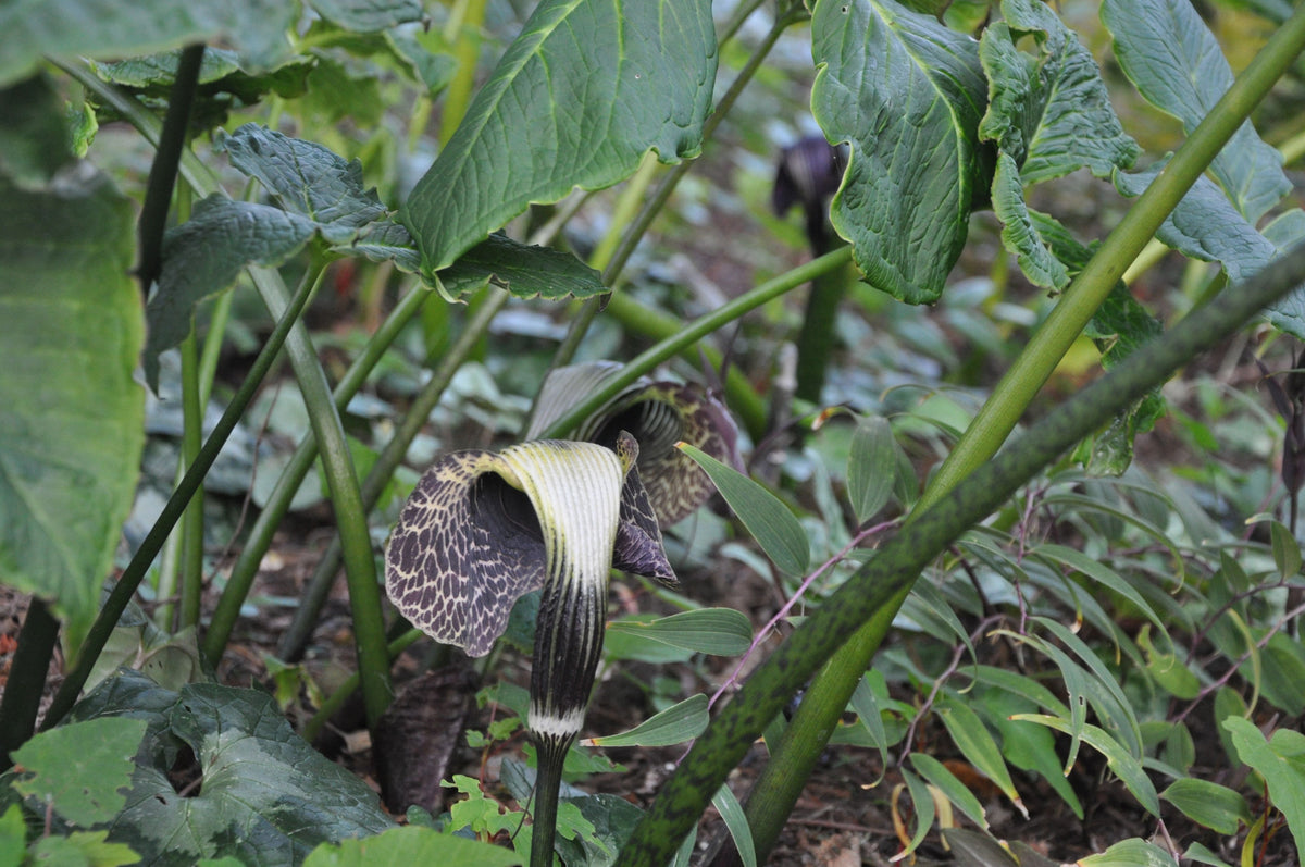 Arisaema griffithii var. pradhanii  (Jack-in-the-Pulpit)