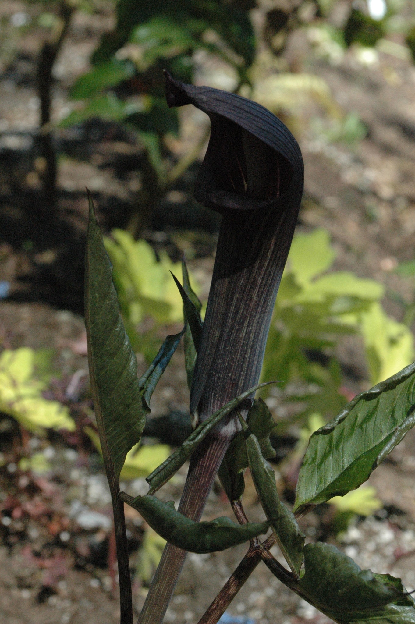 Arisaema mayebarae (Jack-in-the-Pulpit)