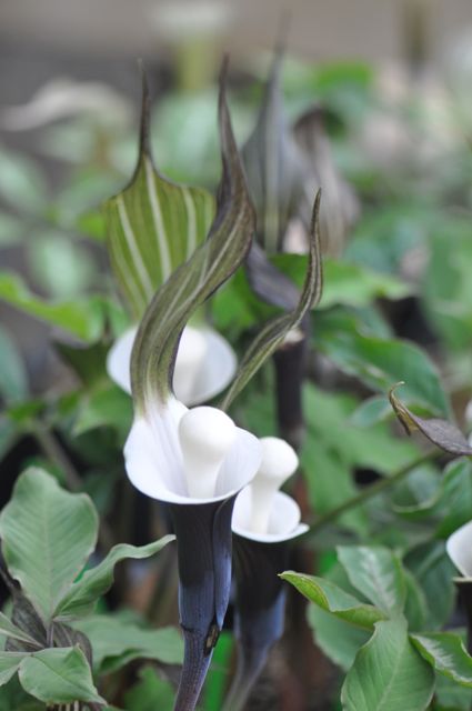 Arisaema sikokianum  (Jack-in-the-Pulpit)