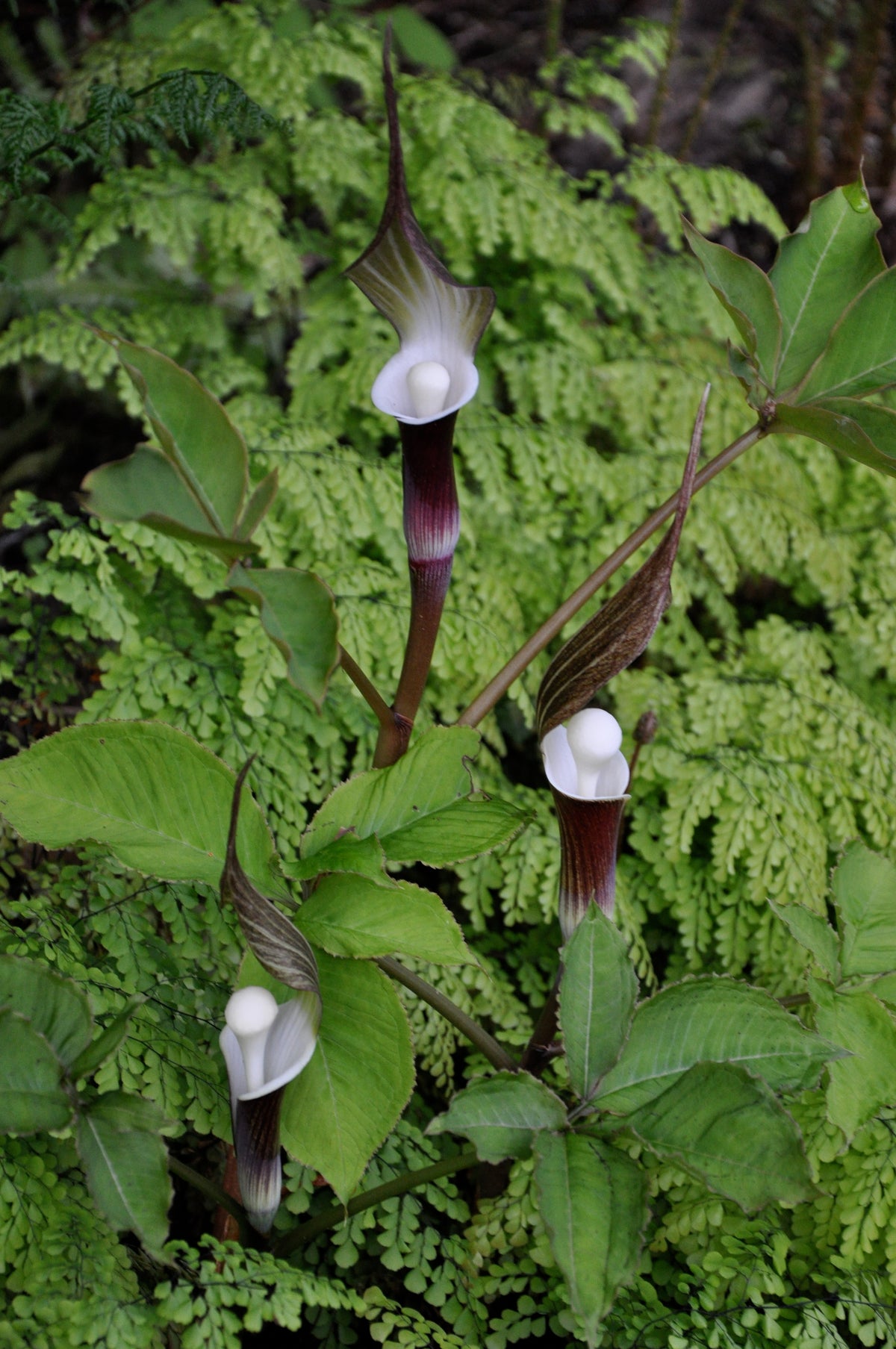 Arisaema sikokianum  (Jack-in-the-Pulpit)