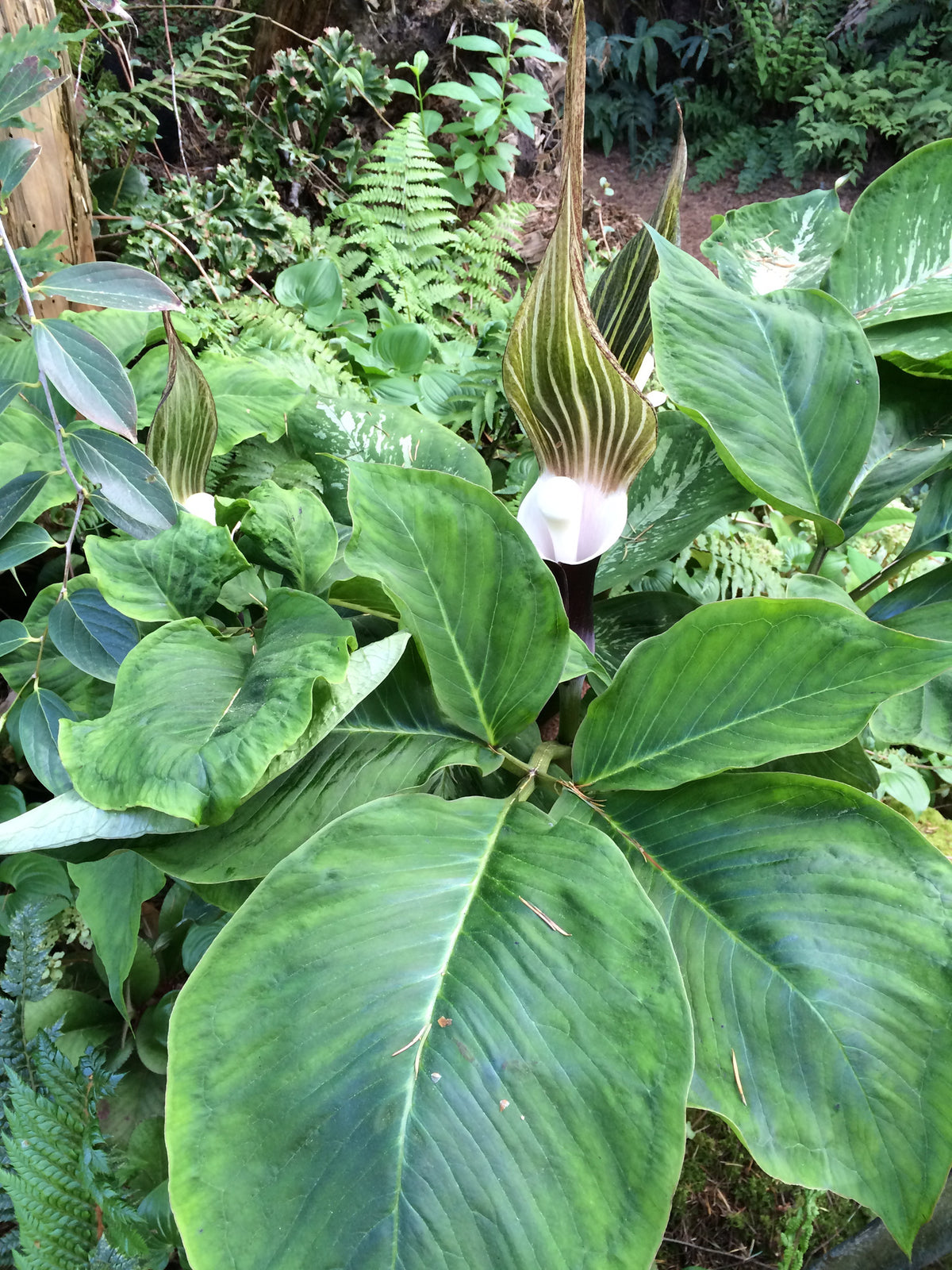 Arisaema sikokianum  (Jack-in-the-Pulpit)