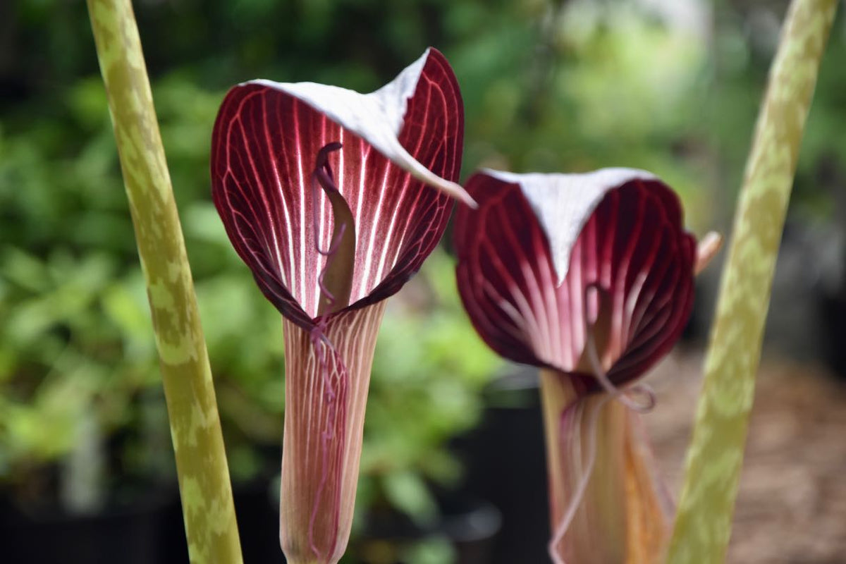 arisaema speciosum snake plant Arisaema speciosum (Jack-in-the-Pulpit)
