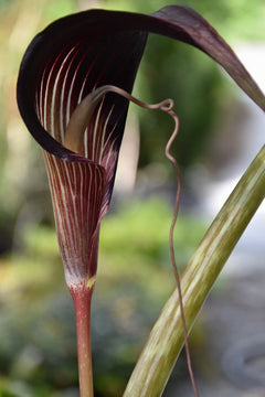 Arisaema cf. scortechinii【LA0719-02】 Arisaema_speciosum_magnificum_