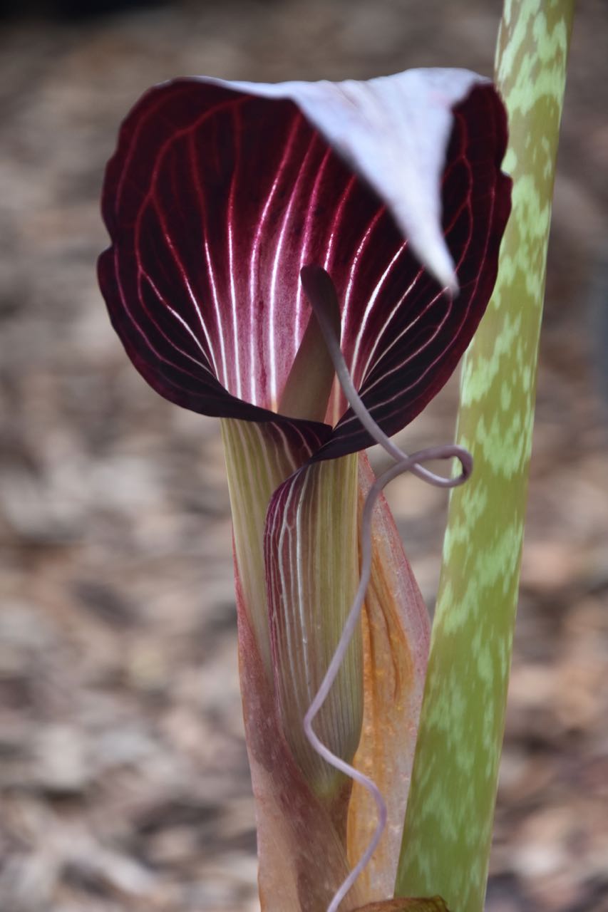 arisaema speciosum snake plant Arisaema speciosum (Jack-in-the-Pulpit)