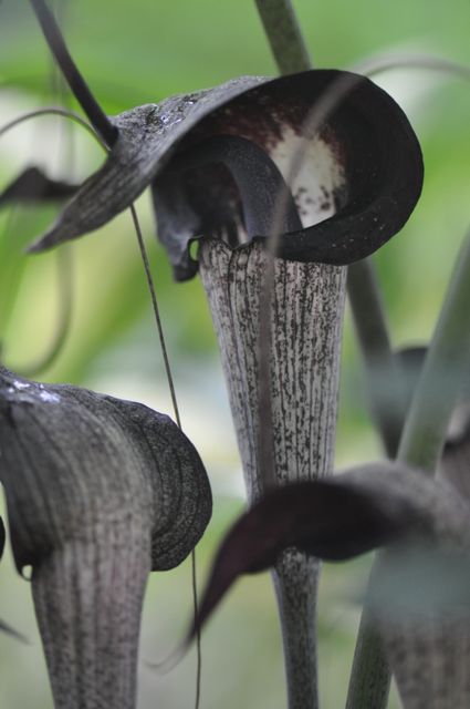 Arisaema thunbergii Pattern Selection  (Jack-in-the-Pulpit)