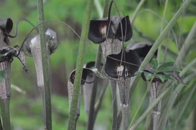 Arisaema thunbergii Pattern Selection  (Jack-in-the-Pulpit)