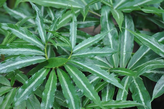 Arisaema thunbergii Pattern Selection  (Jack-in-the-Pulpit)