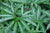 Arisaema thunbergii Pattern Selection  (Jack-in-the-Pulpit)