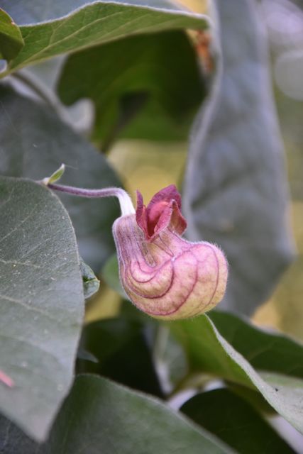 Aristolochia californica  (California Pipevine)