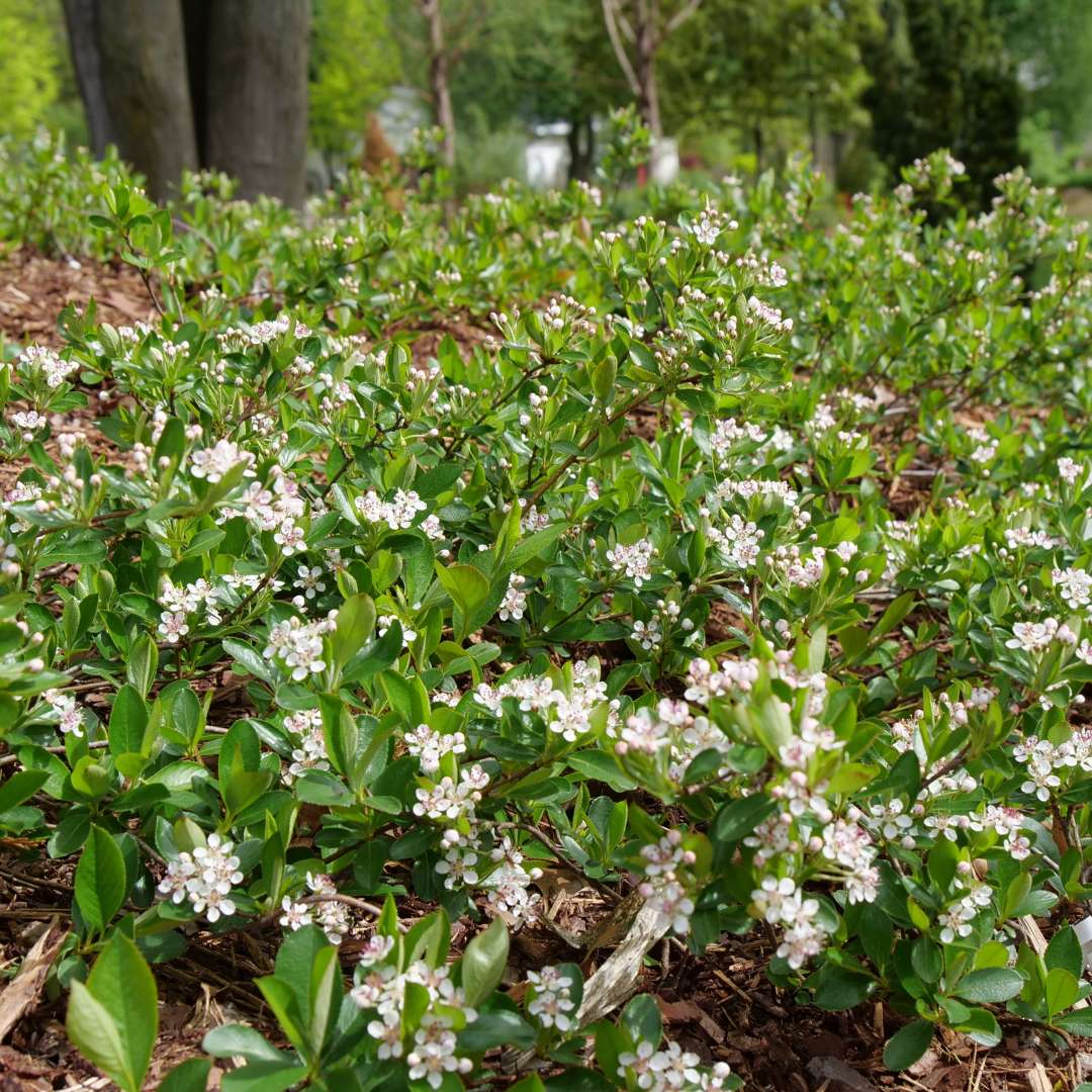 Aronia 'Ground Hug' PP#31,821;CVRAF  (Dwarf Aronia)