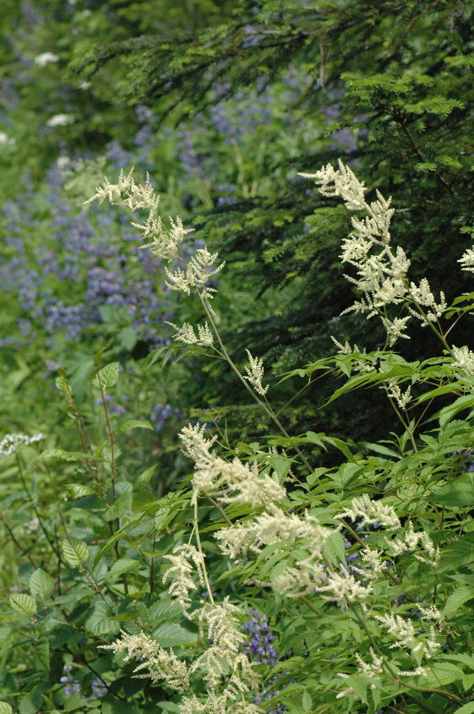 Aruncus dioicus var. acuminatus (Goatsbeard)