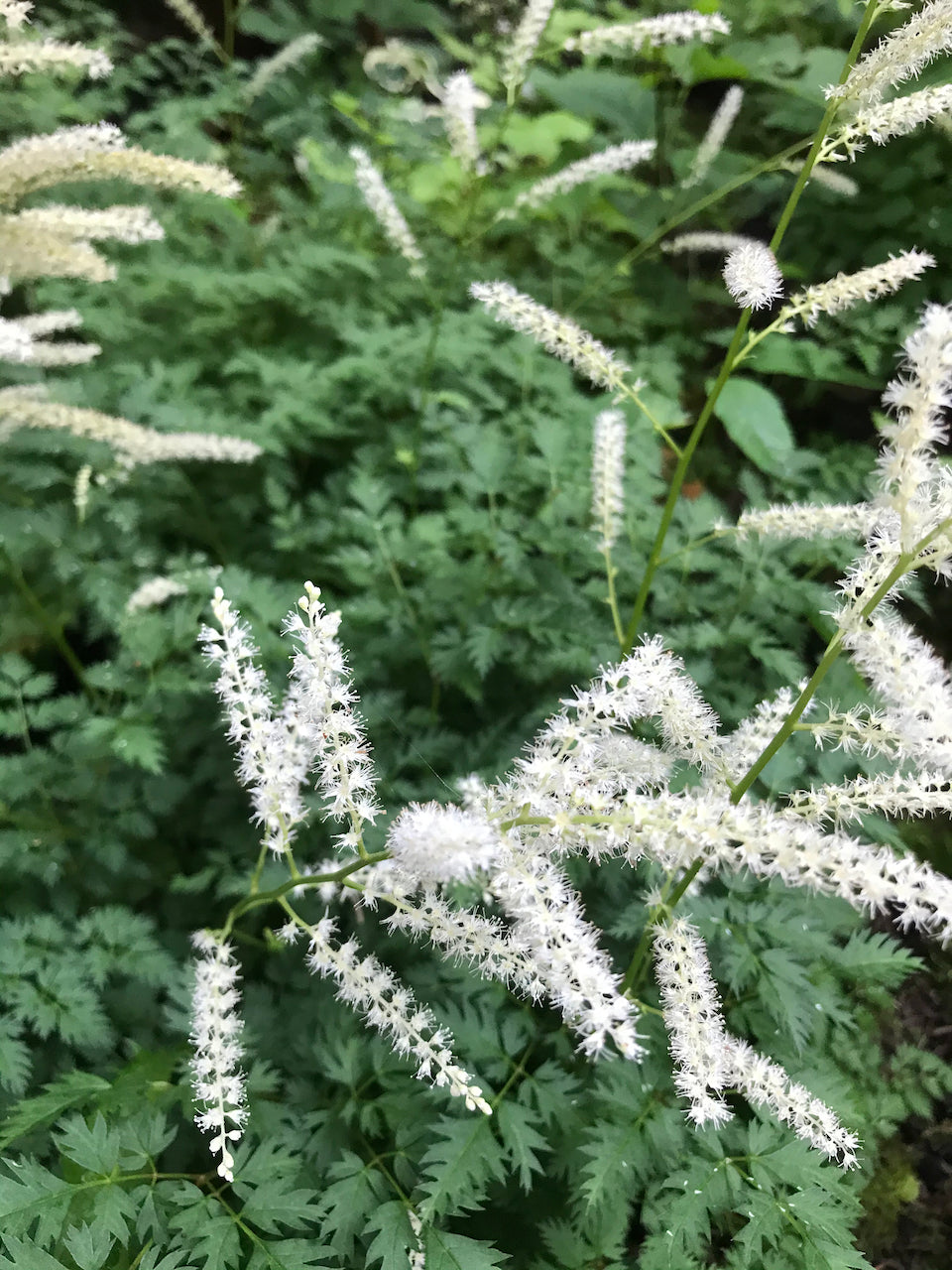 Aruncus aethusifolius (Dwarf Goatsbeard)