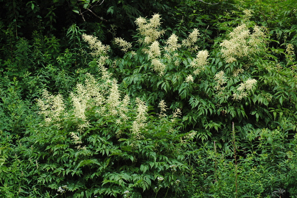 Aruncus dioicus var. acuminatus (Goatsbeard)