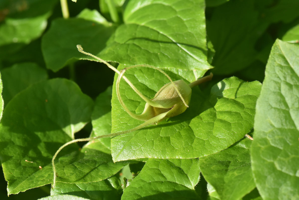 Asarum caudatum f. album  (White Flower WIld GInger)
