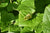 Asarum caudatum f. album  (White Flower WIld GInger)