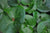 Asarum europaeum  (European Wild Ginger)