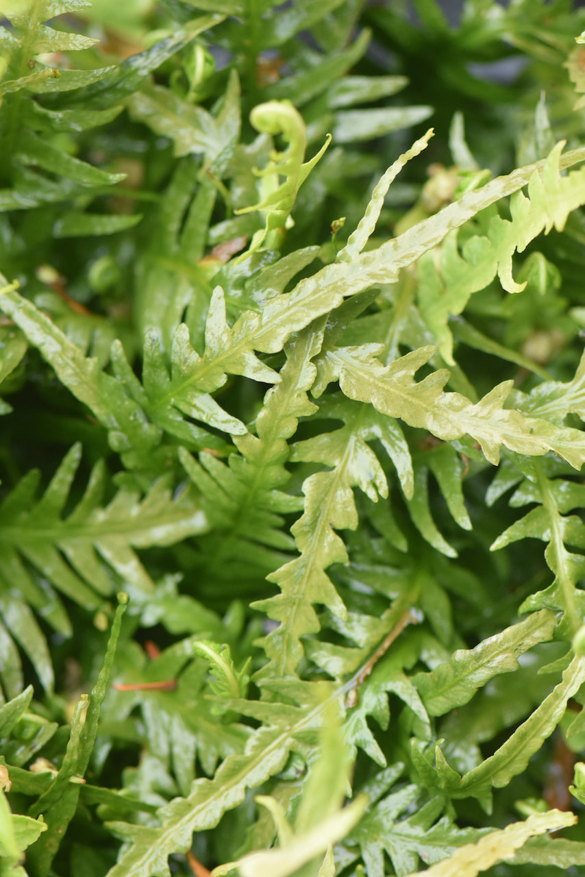 Asplenium x ebenoides (Dragon Tail Fern)