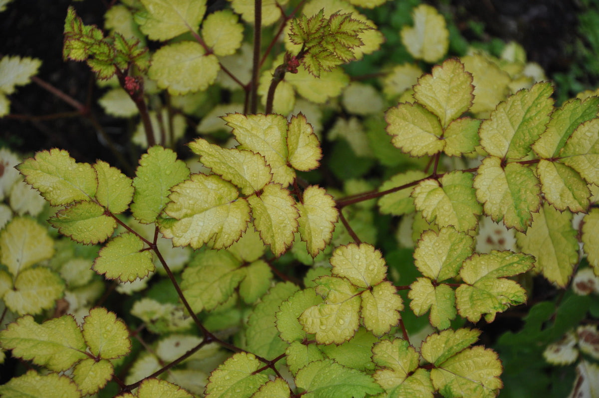 Astilbe chinensis &#39;Amber Moon&#39; (Golden Astilbe)