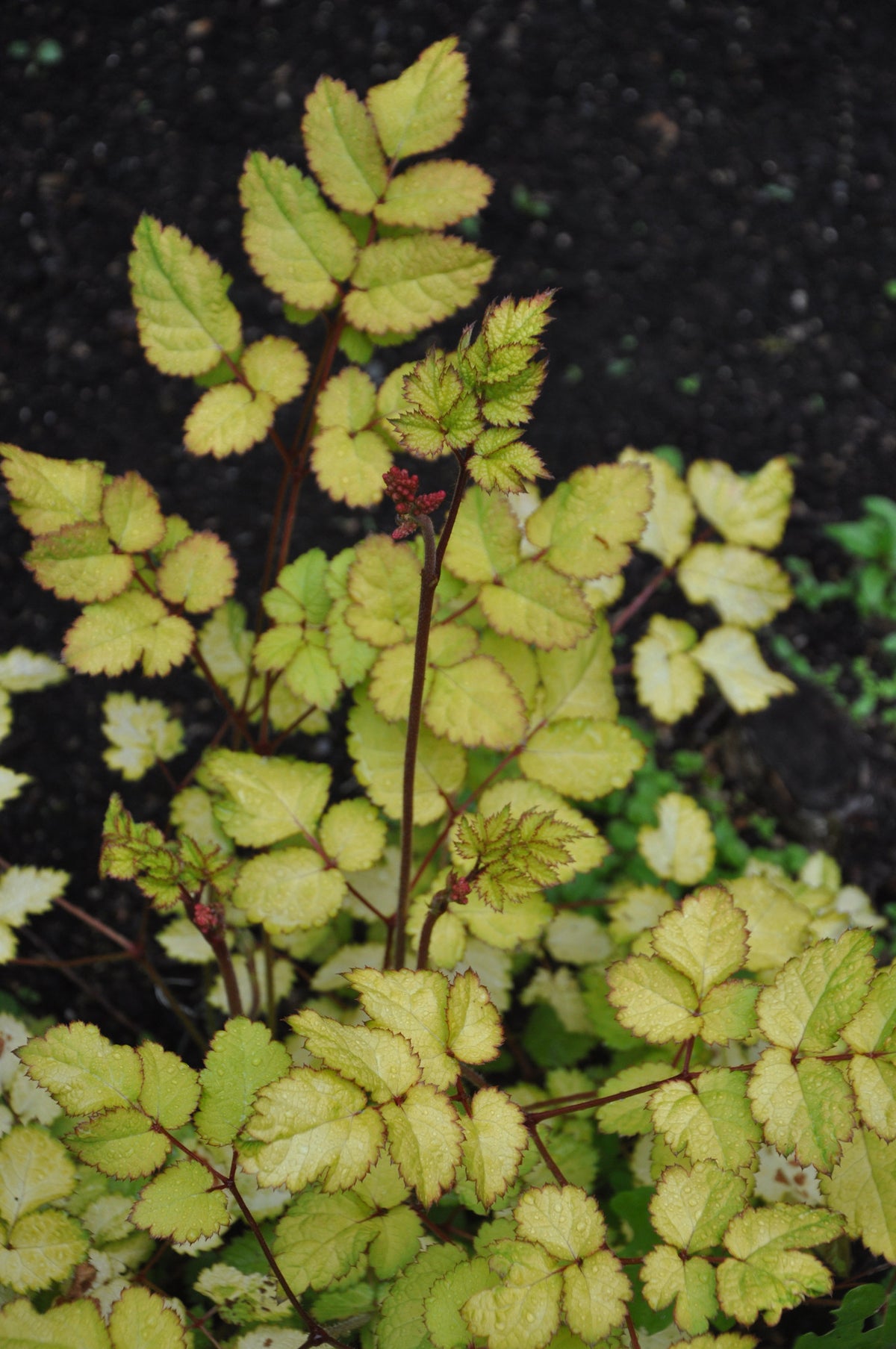 Astilbe chinensis &#39;Amber Moon&#39; (Golden Astilbe)