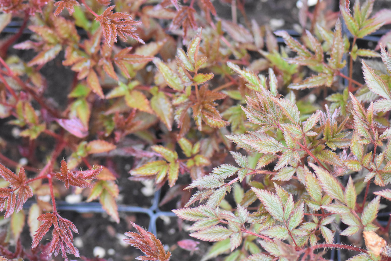 Astilbe thunbergii 'Cappuccino' (Cappuchino Astilbe)
