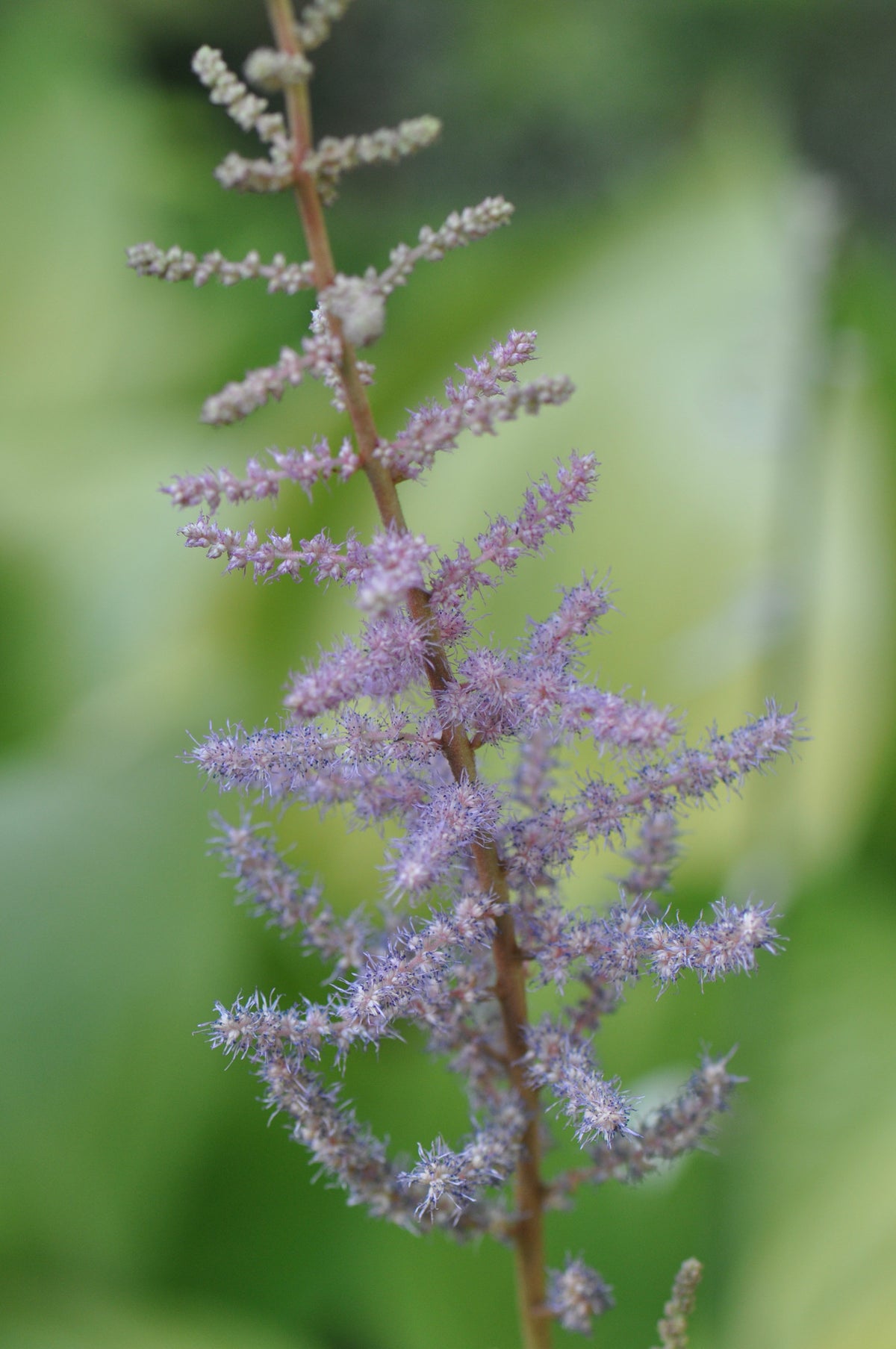Astilbe chinensis &#39;Royal Sentinel&#39;  (Chinese False Spiraea, False Goat&#39;s Beard)