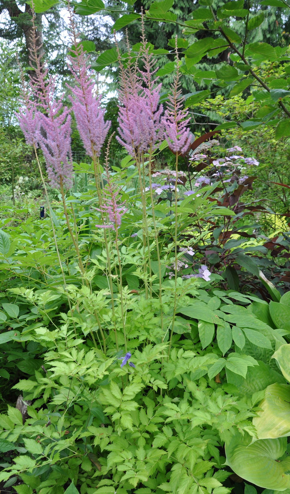 Astilbe chinensis &#39;Royal Sentinel&#39;  (Chinese False Spiraea, False Goat&#39;s Beard)