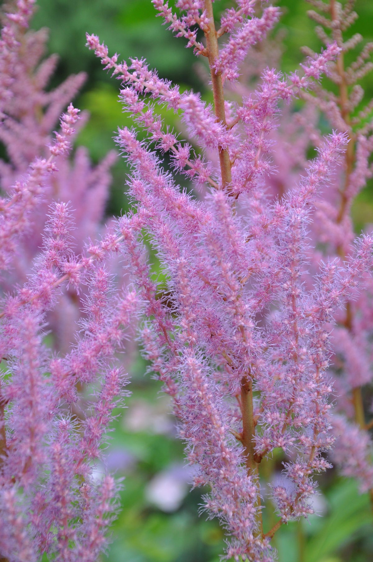 Astilbe chinensis &#39;Royal Sentinel&#39;  (Chinese False Spiraea, False Goat&#39;s Beard)
