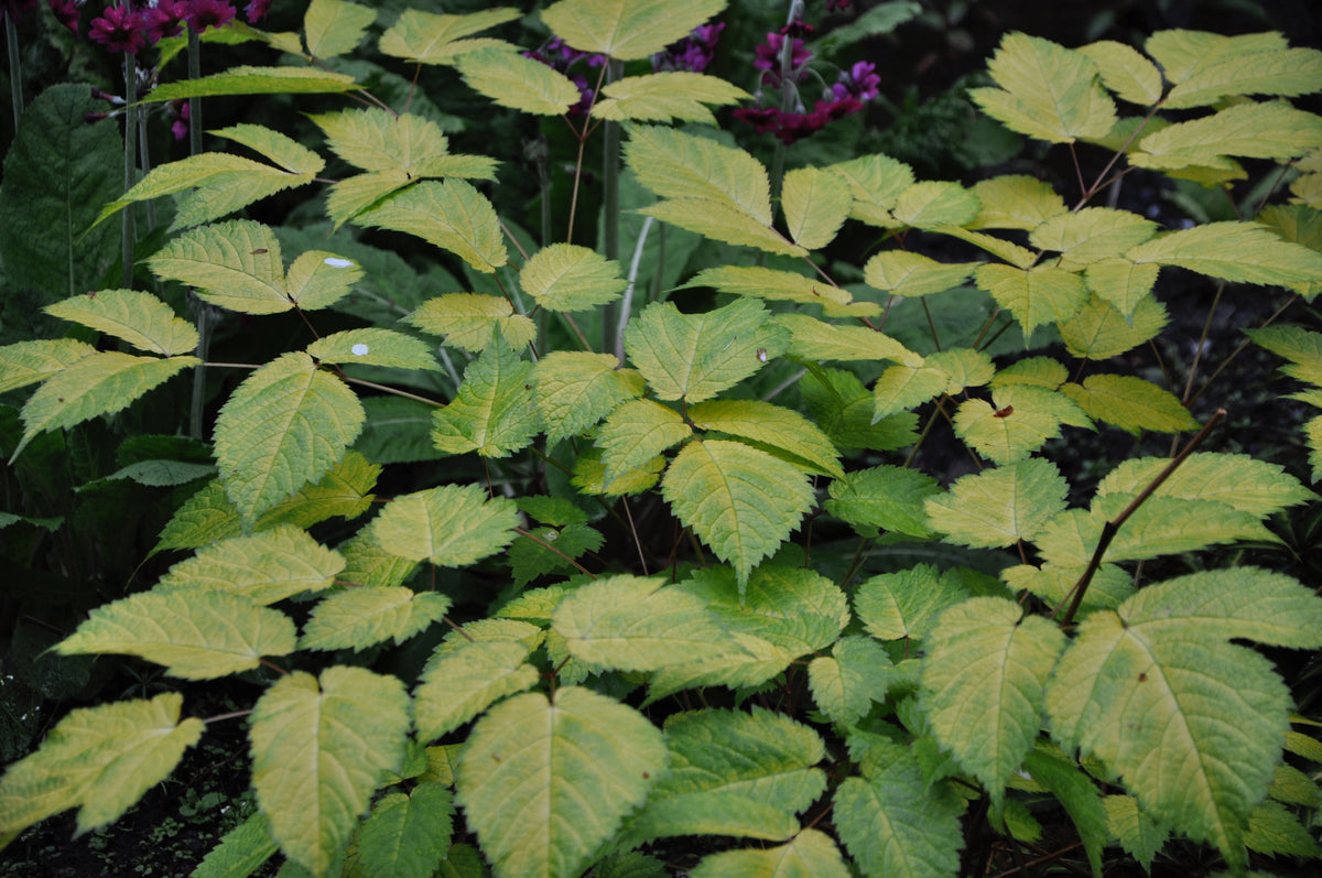 Astilbe chinensis &#39;Golden Varigated&#39; (Golden Variegated Astilbe)